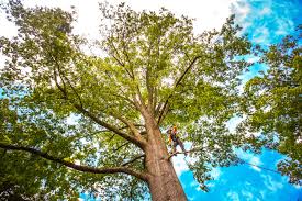 Best Pest Control for Lawns  in Lexington, OH