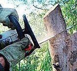  Lexington, OH Tree Services Pros
