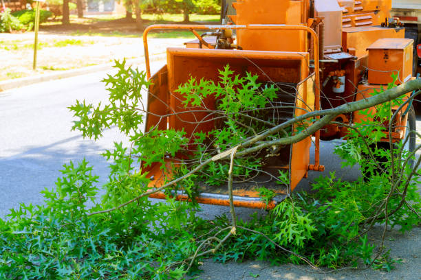 Organic Lawn Care Solutions in Lexington, OH