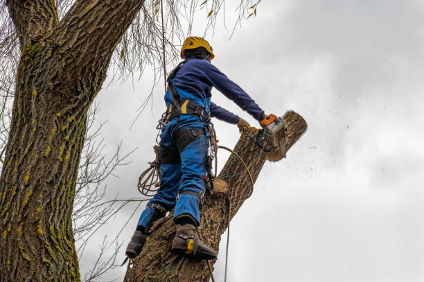 Best Tree Trimming and Pruning  in Lexington, OH