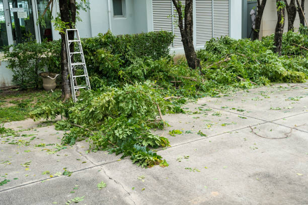 Best Tree Risk Assessment  in Lexington, OH