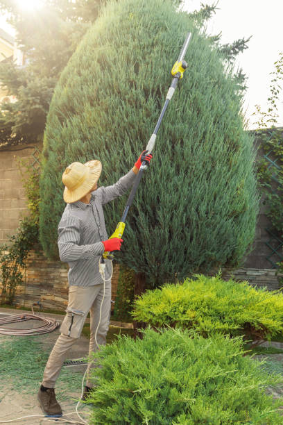 Best Palm Tree Trimming  in Lexington, OH