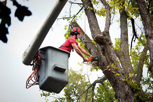 Lexington, OH Tree Services Company