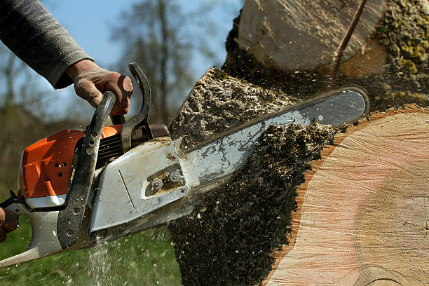 Best Tree Maintenance Programs  in Lexington, OH