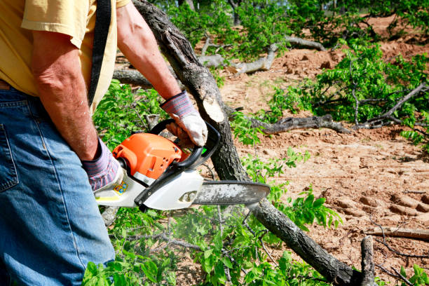Best Organic Lawn Care Solutions  in Lexington, OH